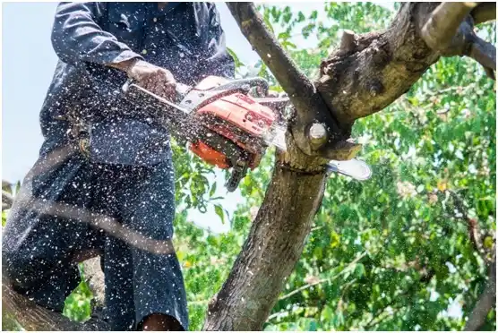 tree services Chico